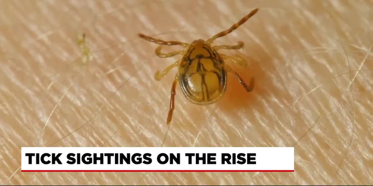 Ft Ticks Tick sightings on the rise in western New England